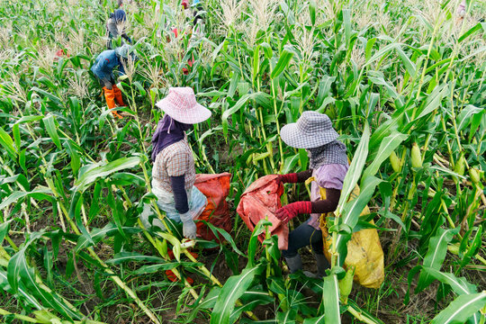 Foreign Workers Burmese ( Myanmar Or Burma ) Hire To Harvest Sweet Corn