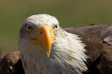 aguila