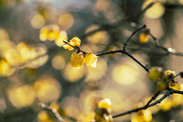 梅の花