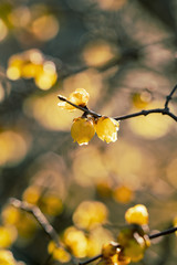 梅の花