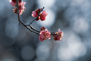梅の花