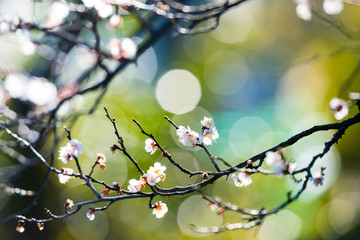 梅の花