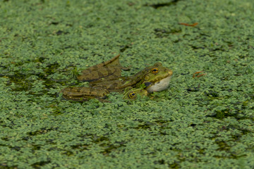 Green frogs in green water with green plants