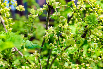 Green and unripe currant berries on a branch in the garden. The bush is close-up. Back blurred color background with a green tint.