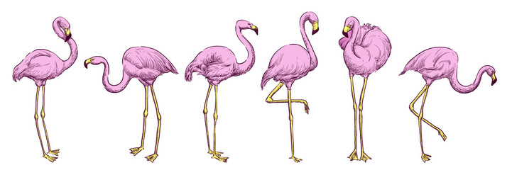 Pink flamingo in various poses, vector color sketch illustration. Tropical birds hand drawn print design elements set - obrazy, fototapety, plakaty
