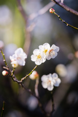 梅の花