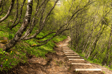 forest path in the mountains of Georgia
