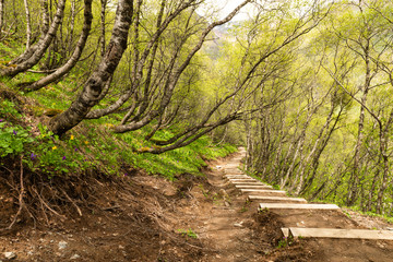 forest path in the mountains of Georgia