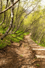 forest path in the mountains of Georgia