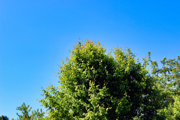 Fototapeta premium Crown tree wallpaper