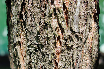 Apple tree trunk with bark close up