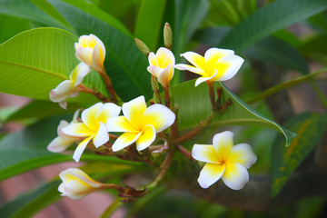 Blooming plumeria (frangipani) in Asia