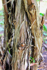 Bark of a tree close up