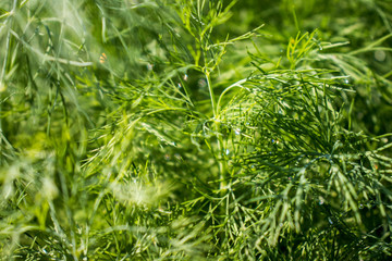 Dew drops on dill