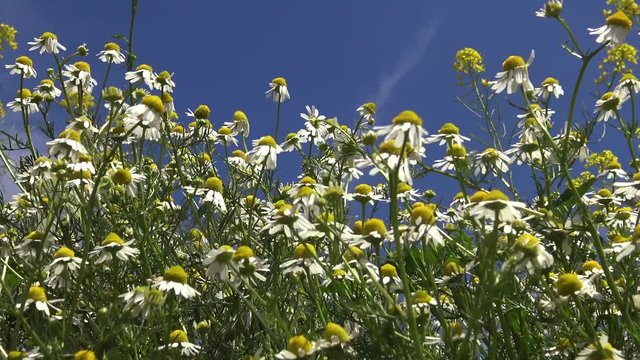 Matricaria chamomilla (Matricaria recutita), Ukrainian steppe. Flowering plants swaying in the wind in the Landscape Park on the bank of the Tiligul estuary.