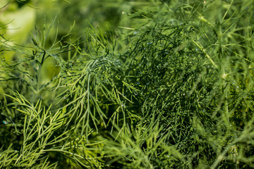 Dew drops on dill