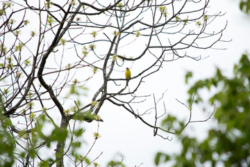 American Goldfinch