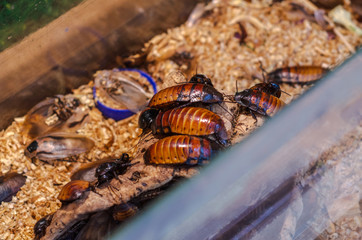 Madagascar hissing cockroaches in an aquarium