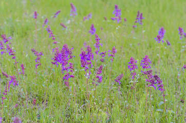 Green summer meadow with purple flowers