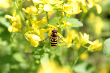 Syrphidae. Dipterous insect on the background of grass and flowers close-up. Beautiful.