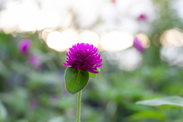 Obraz premium Purple Globe Amaranth or Bachelor Button flower bloom with sunlight in the garden on blur nature background.