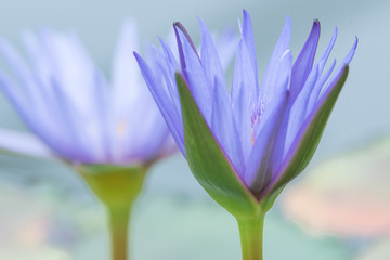 Fototapeta premium 睡蓮