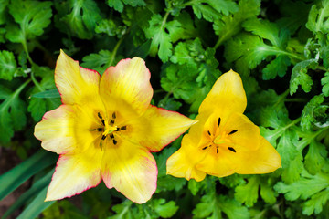 Two yellow tulips closeup on green garden background