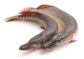 Two raw pike.