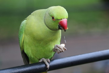 ワカケホンセイインコ