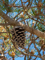 pinecone in tree with needles and blue sky
