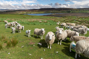 Obraz premium Isle of Skye Schottland Landschaft
