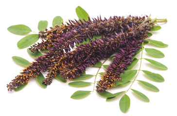 Purple flower acacia.