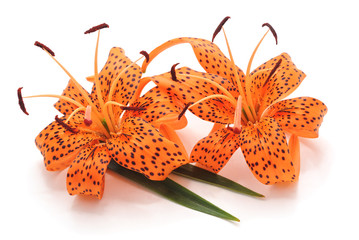 Tiger lily with leaves.