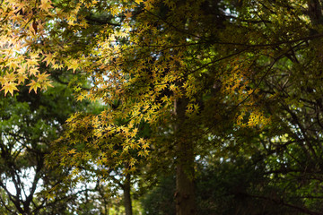 差し込む日差し