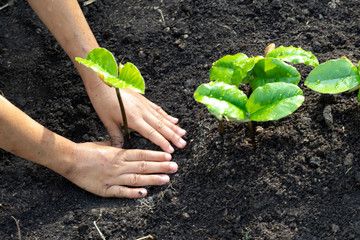 seeding  plant young tree in child hand on black soil as care , save wold concept