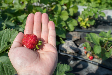 Strawberry at hand