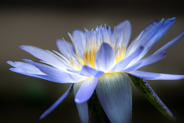 Fototapeta premium 睡蓮