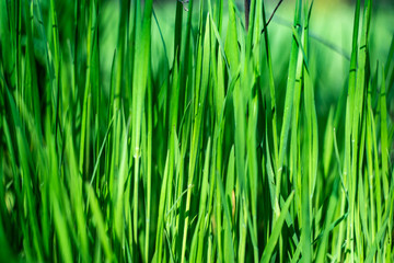 Green grass close-up, front view. Texture of green color from natural nature.