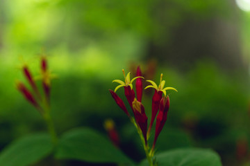 Red spigelia flowers in the spring. Spigelia marilandica.
