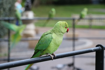 ワカケホンセイインコ