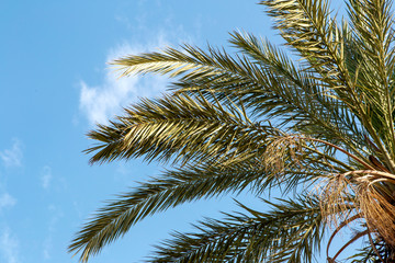 Fototapeta premium summer day palm leaves on a cloudy blue sky