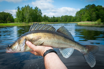 Swedish summer zander fish