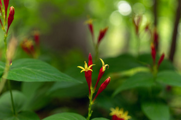 Naklejka na ściany i meble Red spigelia flowers in the spring. Spigelia marilandica.
