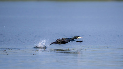 Fototapeta premium Isolated Great Cormorant in the wild- Danube Delta Romania