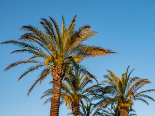 Obraz premium Perfect palm trees against a beautiful blue sky. Nature tropical trees