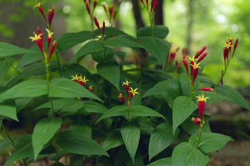 Red spigelia flowers in the spring. Spigelia marilandica.
