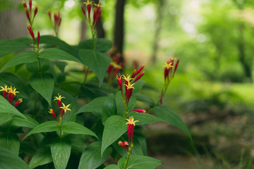 Obraz na płótnie Canvas Red spigelia flowers in the spring. Spigelia marilandica.