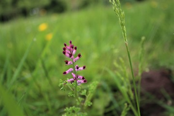 Wildflower in meadow