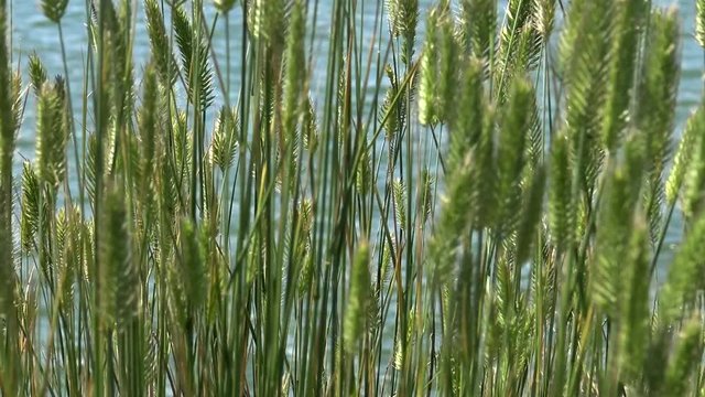 Steppe vegetation on the island of Berezan, spikelets of plants moving in the wind, the Black Sea.