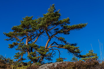 Pinetree shaped by the wind I